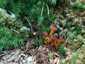 Tölcséres rókagomba (Craterellus tubaeformis), Zemplén
